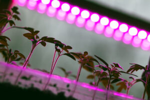 Indoor Landwirtschafts Beleuchtungssystem, Tomatensämlinge wachsen in Growbox unter einer LED Grow Lampe, einer Vollspektrum-Phytolampe. 