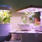 Basilikum Hydrokultur mit LED Grow Lampen.