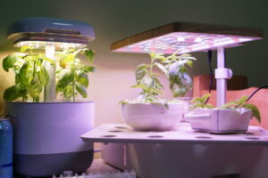 Basilikum Hydrokultur mit LED Grow Lampen.